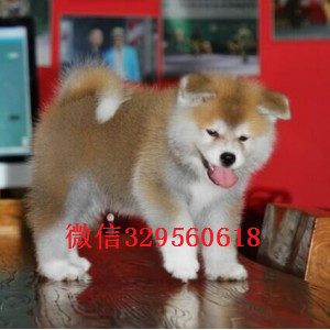 淮南秋田犬多少钱一只忠犬八公同款日系秋田纯