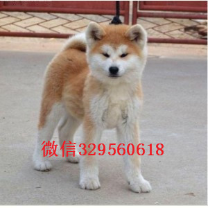 焦作秋田犬多少钱一只忠犬八公同款日系秋田日本秋田幼犬 活泼出售精品秋田犬