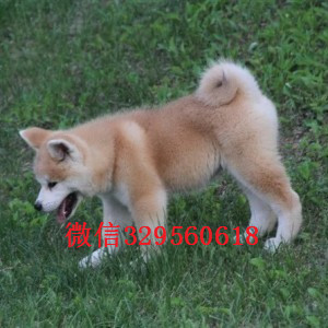沈阳秋田犬多少钱一只忠犬八公同款日系秋田出售秋田犬 秋田照片日本秋田狗出售