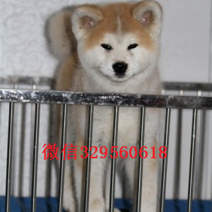 大连高品质秋田犬证书齐全出售纯种日系秋田犬