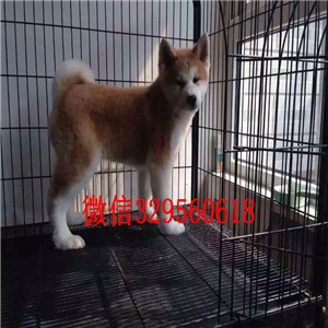扬州纯种日系秋田哪里能买到纯种健康的秋田犬