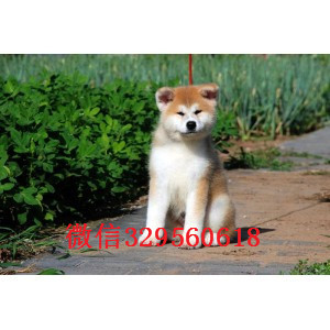 辽阳高品质秋田犬证书齐全出售纯种日系秋田犬幼犬日本秋田幼犬 活泼出售精品秋田犬