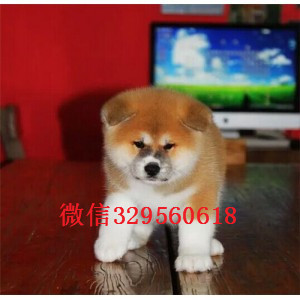 绥化纯种日系秋田纯种赛级秋田多少钱纯种秋田 秋田价格多少赛级秋田幼犬