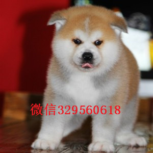 汕头哪里能买到秋田犬秋田犬价格专业繁殖秋田