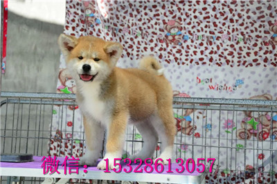 延安哪里的秋田犬便宜日系秋田犬多少钱哪里的