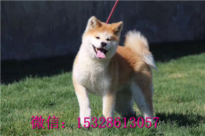 成都哪里由卖秋田犬 纯种秋田犬多少钱 赛级秋