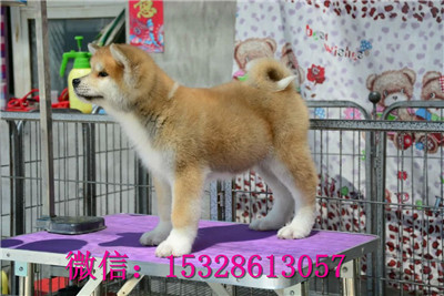哈尔滨哪里的秋田犬健康日系秋田犬多少钱哪里的秋田犬正宗秋田犬舍