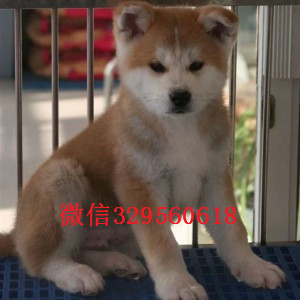 松原哪里有卖秋田犬秋田犬价格专业繁殖秋田犬日本秋田犬