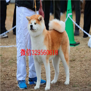 包头哪里能买到秋田犬秋田犬多少钱一只双血统