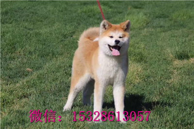 琼中哪里的秋田犬便宜日系秋田犬多少钱哪里的