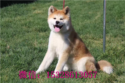 宁波哪里的秋田犬健康日系秋田犬多少钱日系秋
