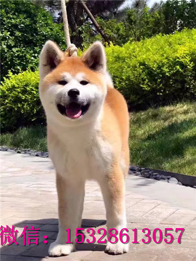 哈尔滨哪里有卖秋田犬 纯种秋田犬多少钱 正宗日本秋田 美系秋田