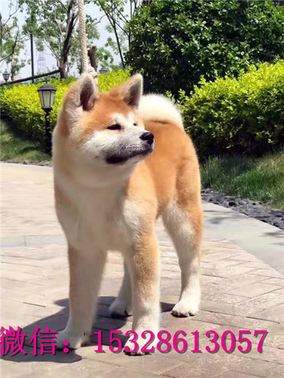 哈尔滨哪里有卖秋田犬 纯种秋田犬多少钱 正宗日本秋田 美系秋田