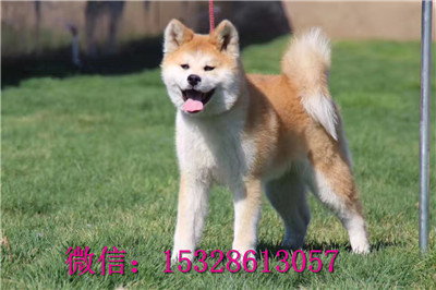 镇江哪里的秋田犬便宜美系秋田犬价格日系秋田