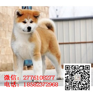 北京哪里有纯种健康的秋田犬出售 日系秋田犬哪里的好 秋田犬长多大 秋田多少钱 忠犬八公