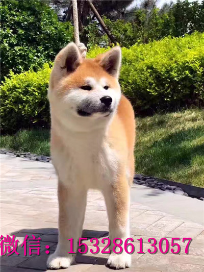 十堰哪里能买到秋田犬纯种秋田犬多少钱哪里的