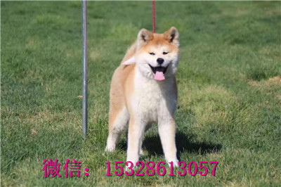 长治哪里的秋田犬健康日系秋田犬多少钱哪里的