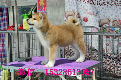 沈阳哪里能买到秋田犬双血统秋田犬价格美系秋