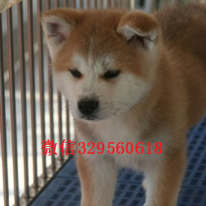 松原哪里有卖秋田犬秋田犬价格专业繁殖秋田犬