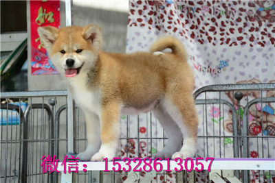 哈尔滨哪里的秋田犬健康日系秋田犬多少钱哪里的秋田犬正宗秋田犬舍