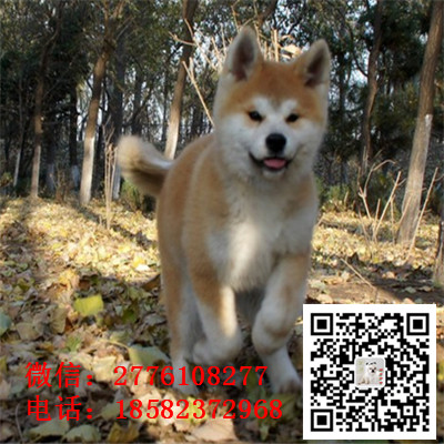 北京哪里有纯种健康的秋田犬出售 日系秋田犬哪里的好 秋田犬长多大 秋田多少钱 忠犬八公