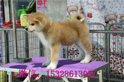 抚顺哪里有秋田犬出售赛级秋田犬多少钱美系秋