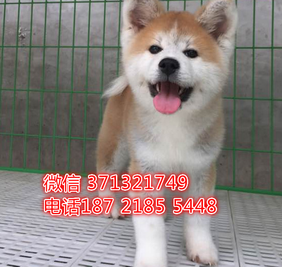 成都秋田犬纯种幼犬 大型犬秋田 日本秋田 
