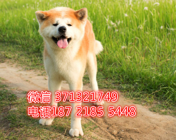 秋田犬出售一窝，大型犬大型犬秋田犬 长沙狗场