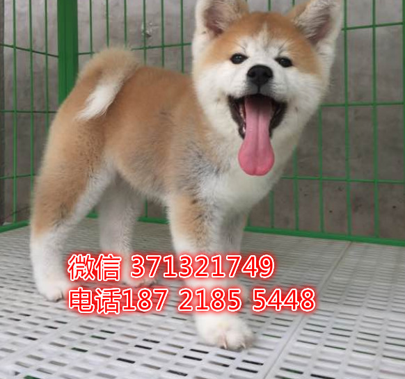 秋田犬出售一窝，大型犬大型犬秋田犬 长沙狗场