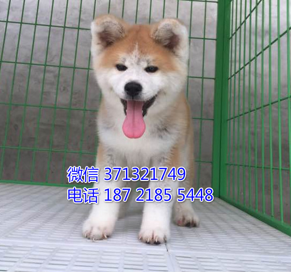秋田犬出售纯种幼犬，日本秋田犬，北京犬舍繁殖 