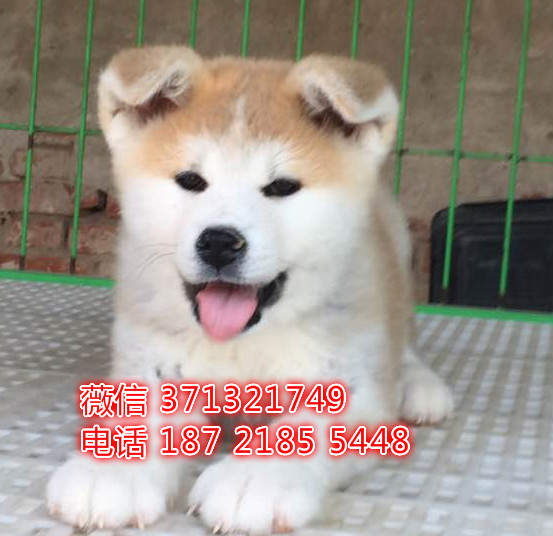 秋田犬出售纯种大型犬秋田狗狗 南昌犬舍