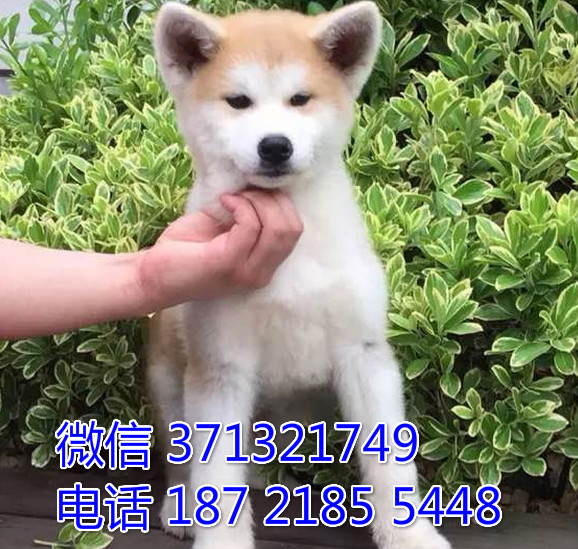 杭州特价秋田犬出售杭州秋田犬狗狗 可以自取