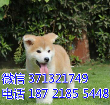秋田犬出售纯种大连秋田犬幼犬 大型犬 公母都