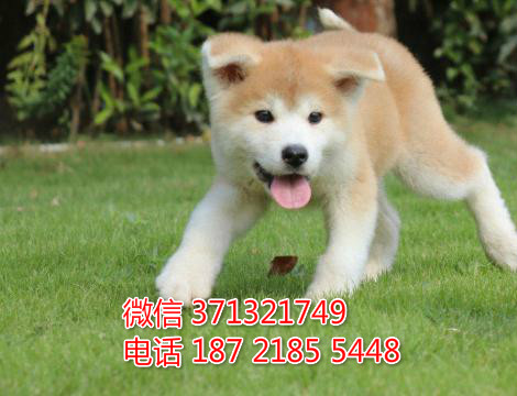 长沙秋田犬出售纯种幼犬 日本秋田犬 长沙狗狗论坛 长沙宠物论坛