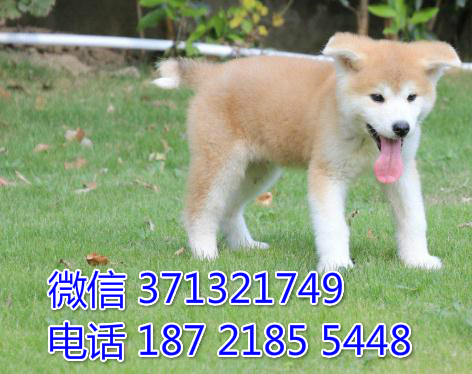 长沙秋田犬出售纯种幼犬 日本秋田犬 长沙狗狗论坛 长沙宠物论坛