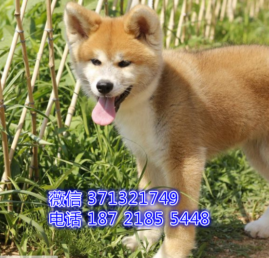 秋田犬出售纯种幼犬 日本秋田 佛山犬舍佛山宠