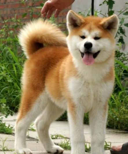 淮南犬舍出售秋田犬 宠物狗市场在哪 网上哪里