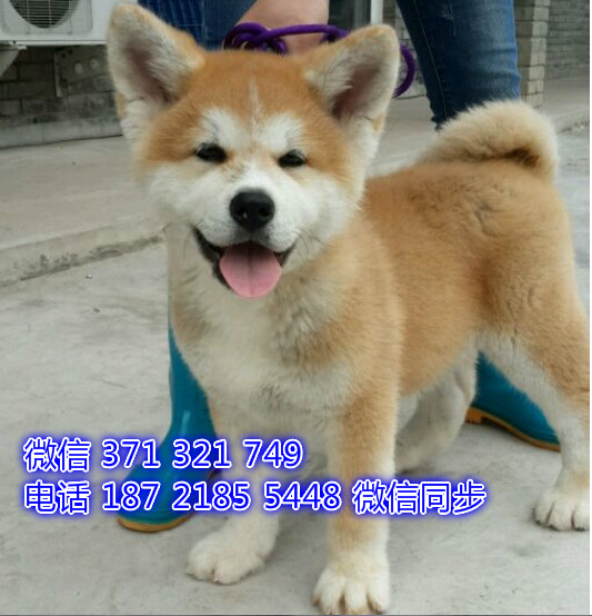 成都本地 秋田犬出售纯种幼犬 大型犬二哈雪橇犬