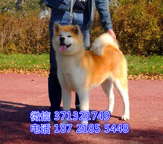 沈阳狗场出售 秋田犬幼犬 沈阳犬舍在哪里 特