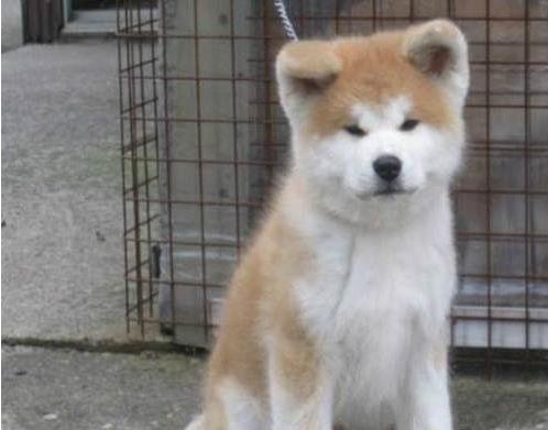 杭州秋田犬舍出售宠物狗狗 哪里有狗卖 狗市在