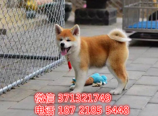 大连犬舍出售 秋田犬幼犬狗狗 大连狗场在哪里