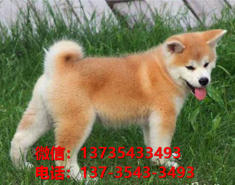 北京宠物狗犬舍出售纯种秋田犬 正宗秋田哪里有卖狗