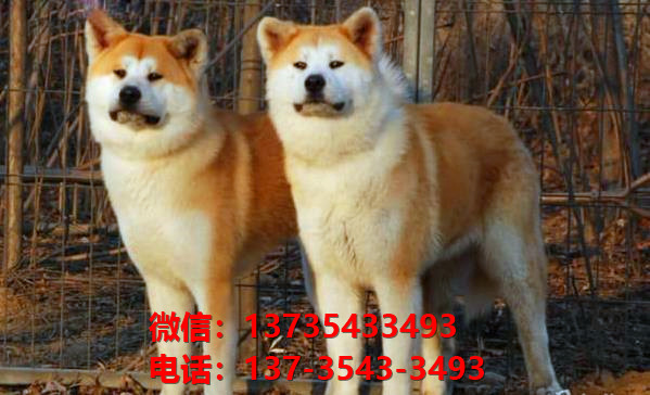 大连宠物狗犬舍出售纯种秋田犬 哪里有宠物狗市场在哪买狗