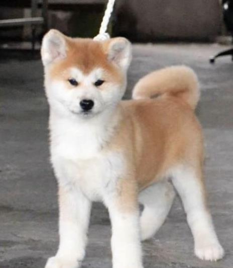 青海西宁宠物狗犬舍出售纯种秋田犬 正宗秋田