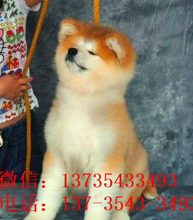 北京秋田犬舍出售宠物狗狗 哪里有狗卖 狗市在哪买狗