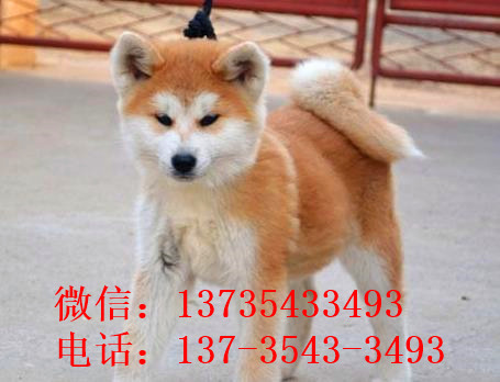 玉溪宠物狗犬舍出售秋田犬宠物狗市场买狗卖狗在哪