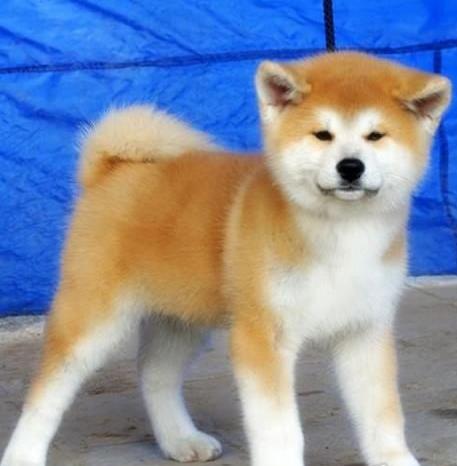 宁波宠物狗狗犬舍出售纯种秋田犬幼犬活体狗狗