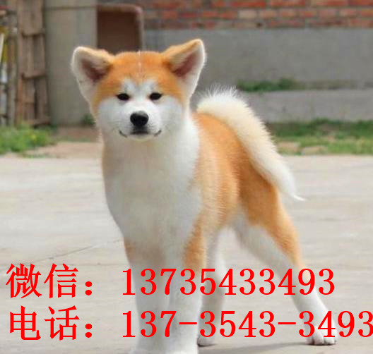 合肥宠物狗狗犬舍出售纯种秋田犬幼犬活体狗狗领养