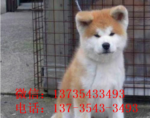 大连秋田犬舍出售宠物狗狗 哪里有狗卖 狗市在哪买狗
