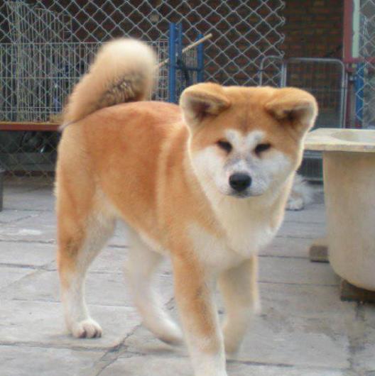 合肥宠物狗狗犬舍出售纯种秋田犬幼犬活体狗狗